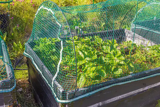 Crop Protection Nets